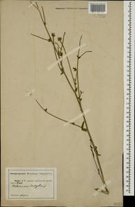 Cichorium intybus L., Caucasus, Abkhazia (K4a) (Abkhazia)