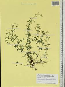Galium palustre L., Eastern Europe, Northern region (E1) (Russia)