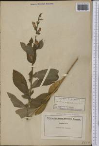 Lobelia siphilitica L., America (AMER) (United States)