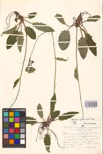 Hieracium sylvaticum, Eastern Europe, Lithuania (E2a) (Lithuania)
