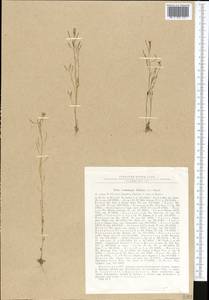 Arabidopsis thaliana (L.) Heynh., Middle Asia, Dzungarian Alatau & Tarbagatai (M5) (Kazakhstan)
