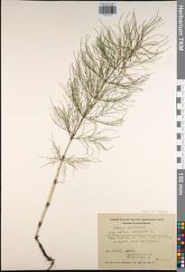 Equisetum palustre L., Eastern Europe, Central region (E4) (Russia)