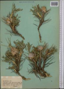 Astragalus, Middle Asia, Pamir & Pamiro-Alai (M2) (Tajikistan)
