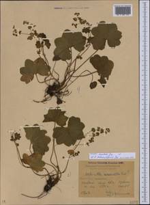 Alchemilla erectilis Juz., Caucasus, Krasnodar Krai & Adygea (K1a) (Russia)