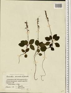 Orthilia secunda (L.) House, Eastern Europe, Moscow region (E4a) (Russia)