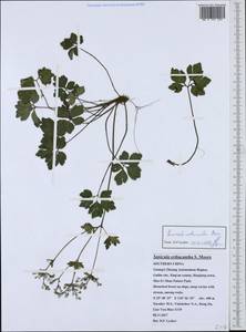 Sanicula orthacantha S. Moore, South Asia, South Asia (Asia outside ex-Soviet states and Mongolia) (ASIA) (China)