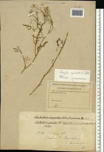 Rorippa sylvestris (L.) Besser, Eastern Europe, Western region (E3) (Russia)