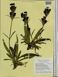 Gentiana decumbens L. fil., Siberia, Baikal & Transbaikal region (S4) (Russia)