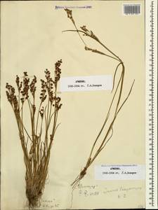 Juncus articulatus L., Caucasus, Armenia (K5) (Armenia)