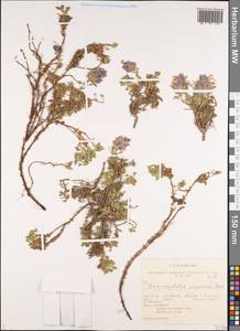 Dracocephalum origanoides Steph. ex Willd., Siberia, Altai & Sayany Mountains (S2) (Russia)
