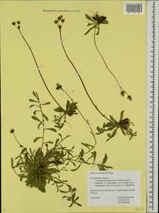 Pilosella lactucella subsp. lactucella, Eastern Europe, Western region (E3) (Russia)