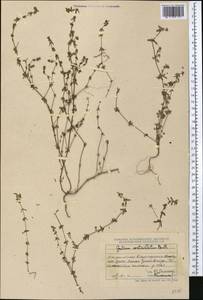 Galium verticillatum Danthoine ex Lam., Middle Asia, Dzungarian Alatau & Tarbagatai (M5) (Kazakhstan)