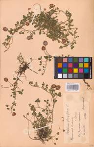 Trifolium fragiferum L., Eastern Europe, Belarus (E3a) (Belarus)