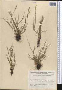 Alopecurus geniculatus L., Middle Asia, Northern & Central Kazakhstan (M10) (Kazakhstan)