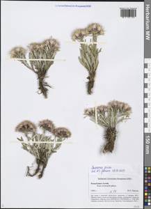 Saussurea pricei N. D. Simpson, Siberia, Altai & Sayany Mountains (S2) (Russia)