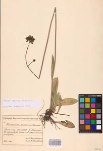 Pilosella glomerata (Froel.) Fr., Eastern Europe, Belarus (E3a) (Belarus)