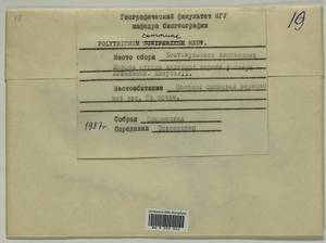 Polytrichum commune Hedw., Bryophytes, Bryophytes - Karelia, Leningrad & Murmansk Oblasts (B4) (Russia)