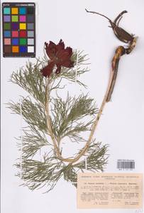 Paeonia tenuifolia L., Eastern Europe, North Ukrainian region (E11) (Ukraine)