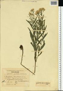 Galatella sedifolia subsp. sedifolia, Eastern Europe, Moldova (E13a) (Moldova)