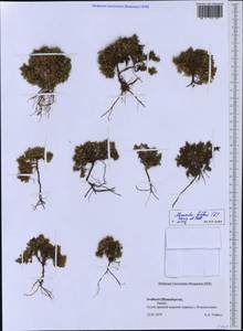 Cherleria biflora (L.) A. J. Moore & Dillenb., Western Europe (EUR) (Svalbard and Jan Mayen)