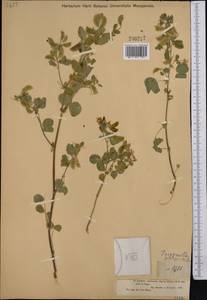 Medicago platycarpos (L.) Trautv., Middle Asia, Dzungarian Alatau & Tarbagatai (M5) (Kazakhstan)