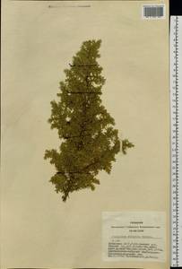 Juniperus communis var. saxatilis Pall., Siberia, Altai & Sayany Mountains (S2) (Russia)