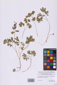 Corydalis intermedia (L.) Mérat, Eastern Europe, Moscow region (E4a) (Russia)