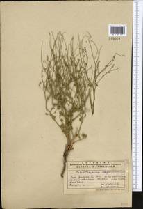 Heliotropium dasycarpum Ledeb., Middle Asia, Syr-Darian deserts & Kyzylkum (M7)