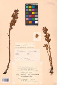MHA 0 162 497, Orobanche caryophyllacea Sm., Eastern Europe, South Ukrainian region (E12) (Ukraine)