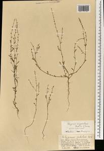 Polygonum argyrocoleum Steud. ex Kunze, Mongolia (MONG) (Mongolia)