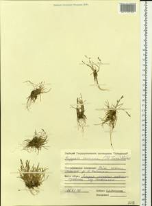 Phippsia concinna (Th.Fr.) Lindeb., Siberia, Central Siberia (S3) (Russia)