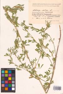 Medicago sativa L., Eastern Europe, Lower Volga region (E9) (Russia)