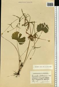 Ranunculus fallax (Wimm. & Grab.) Schur, Eastern Europe, North-Western region (E2) (Russia)