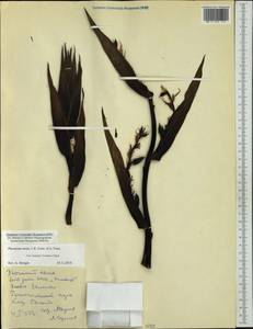 Phormium tenax J.R.Forst. & G.Forst., Australia & Oceania (AUSTR) (New Zealand)