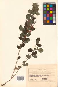 Lespedeza bicolor Turcz., Siberia, Russian Far East (S6) (Russia)