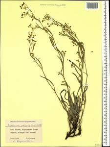 Bupleurum polyphyllum Ledeb., Caucasus, Stavropol Krai, Karachay-Cherkessia & Kabardino-Balkaria (K1b) (Russia)