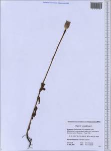 Papaver somniferum L., Siberia, Baikal & Transbaikal region (S4) (Russia)