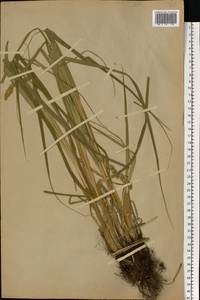 Carex vulpina L., Eastern Europe, Moscow region (E4a) (Russia)