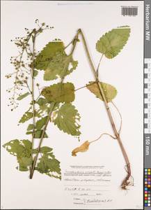 Scrophularia scopolii Hoppe, Caucasus, Black Sea Shore (from Novorossiysk to Adler) (K3) (Russia)