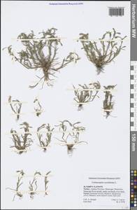 Alopecurus cucullatus (L.) Raspail, South Asia, South Asia (Asia outside ex-Soviet states and Mongolia) (ASIA) (Turkey)