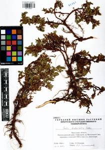 Salix berberifolia, Siberia, Baikal & Transbaikal region (S4) (Russia)