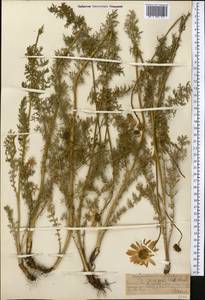 Tanacetum richterioides (C. Winkl.) K. Bremer & Humphries, Middle Asia, Northern & Central Tian Shan (M4) (Kazakhstan)