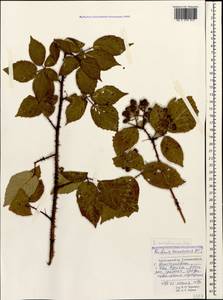 Rubus canescens DC., Caucasus, Krasnodar Krai & Adygea (K1a) (Russia)
