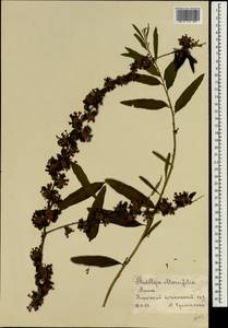Buddleja alternifolia Maxim., South Asia, South Asia (Asia outside ex-Soviet states and Mongolia) (ASIA) (Russia)