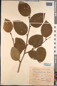 Alnus alnobetula subsp. fruticosa (Rupr.) Raus, Siberia, Yakutia (S5) (Russia)