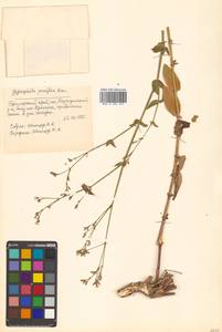 Gypsophila pacifica Kom., Siberia, Russian Far East (S6) (Russia)