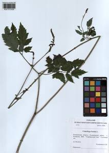 Actaea cimicifuga L., Siberia, Altai & Sayany Mountains (S2) (Russia)