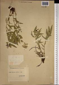 Chamaenerion latifolium (L.) Sweet, Siberia, Yakutia (S5) (Russia)