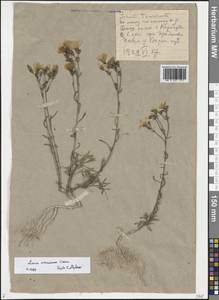 Linum tauricum Willd., Eastern Europe, Central forest-and-steppe region (E6) (Russia)