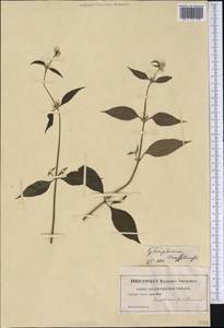 Alternanthera brasiliana (L.) Kuntze, America (AMER) (Not classified)